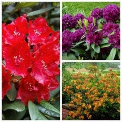 Комплект рододендронов (Поларнахт+Таррагона+Азалия Голден Лайтс) Комплект рододендронов (Поларнахт+Таррагона+Азалия Голден Лайтс) фото