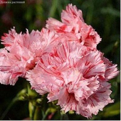 Гвоздика садовая Баэнигна Гвоздика садовая Баэнигна фото