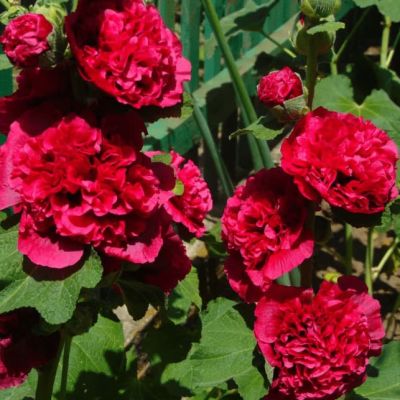 Шток-роза Алая фото