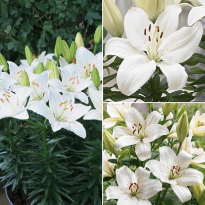 Микс лилий Снежный Микс лилий Снежный - Dolina-Sad.Ru