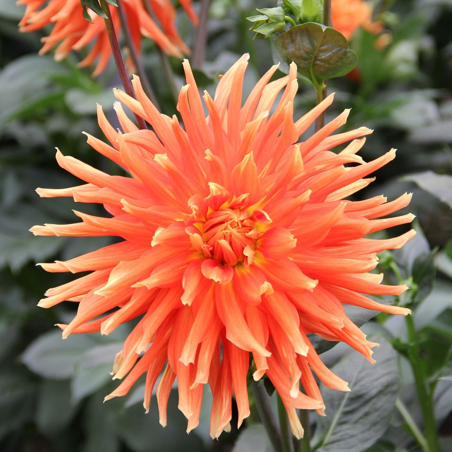 Гергина Парк Рекорд Гергина Парк Рекорд - Dolina-Sad.Ru