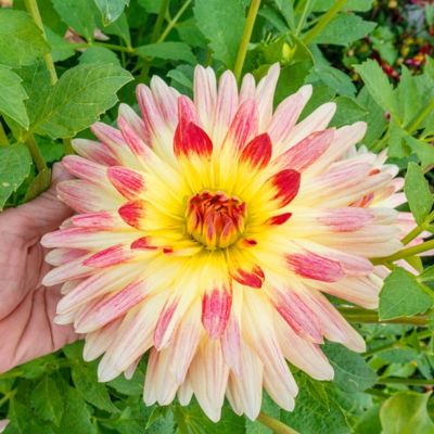 Георгина Тропикал Сансет - Dolina-Sad.Ru