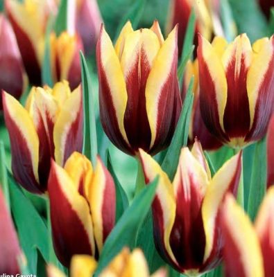 Тюльпан Гавота фото