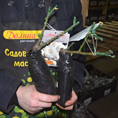 Роза Артемис Роза Артемис фото