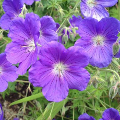 Герань гибридная Орион Герань гибридная Орион - Dolina-Sad.Ru