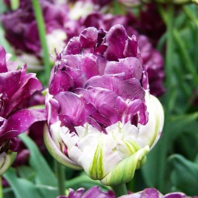 Тюльпан Блю Вау Тюльпан Блю Вау фото