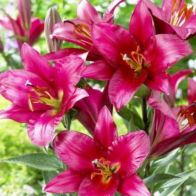 Лилия Перпл Принц фото