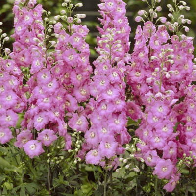 Дельфиниум Пацифик Астолат , P9 Дельфиниум Пацифик Астолат , P9 фото