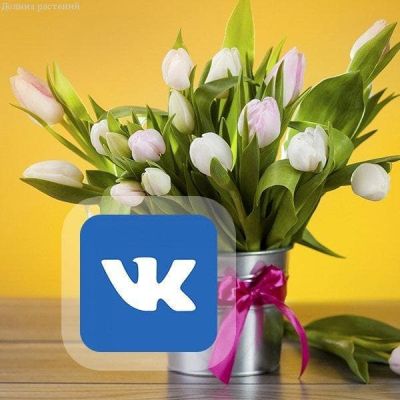 3 тюльпана - Подарок друзьям ВКОНТАКТЕ 3 тюльпана - Подарок друзьям ВКОНТАКТЕ фото