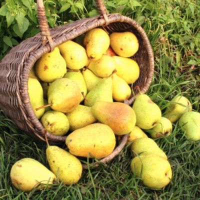 Груша Осенняя Сладкая Груша Осенняя Сладкая - Dolina-Sad.Ru