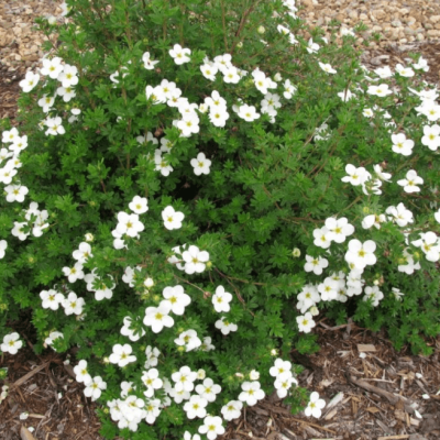 Лапчатка кустарниковая Медик Уилл Маунт Лапчатка кустарниковая Медик Уилл Маунт фото