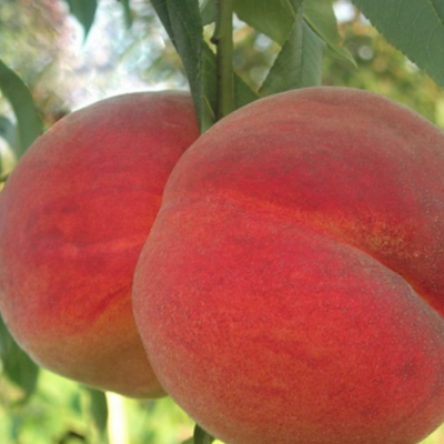 Персик Эрли Ред Хевен Персик Эрли Ред Хевен - Dolina-Sad.Ru