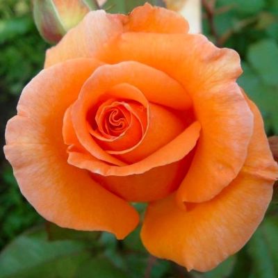 Роза Дорис Тистерман Роза Дорис Тистерман фото