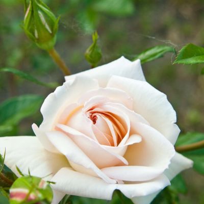 Роза Нифетос - Dolina-Sad.Ru