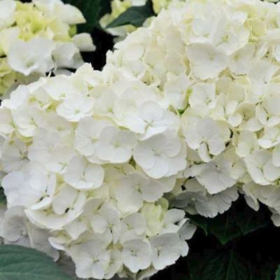 Гортензия крупнолистная Фест Уайт Гортензия крупнолистная Фест Уайт - Dolina-Sad.Ru