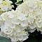 Гортензия крупнолистная Фест Уайт Гортензия крупнолистная Фест Уайт - Dolina-Sad.Ru