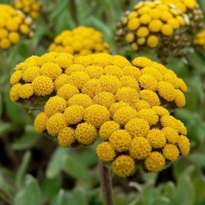 Бессмертник песчаный Бессмертник песчаный фото