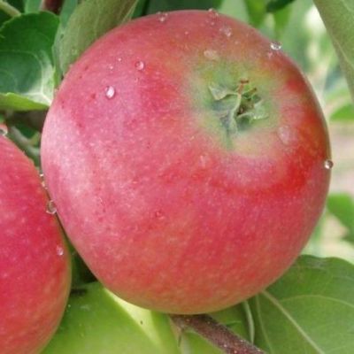 Яблоня Женева/Летняя фото