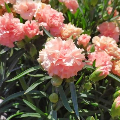 Гвоздика Свит Плеже Априкот - Dolina-Sad.Ru