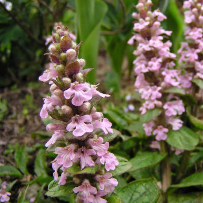 Живучка ползучая Розеа фото