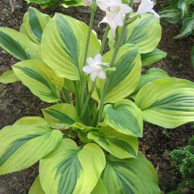 Набор растений - 2 шт. Набор растений - 2 шт. фото