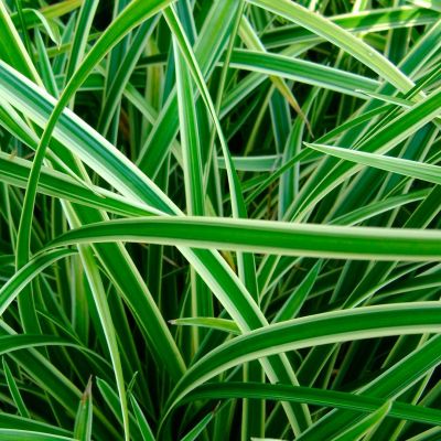 Осока Моррова Вариегата Осока Моррова Вариегата - Dolina-Sad.Ru