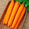 Морковь Самсон (лента) Морковь Самсон (лента) фото