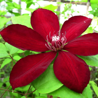 Клематис Вестерплатте Клематис Вестерплатте фото