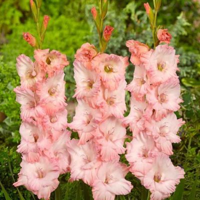 Гладиолус Найтмэр Гладиолус Найтмэр - Dolina-Sad.Ru