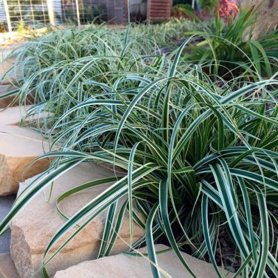 Осока Физер Фоллс Осока Физер Фоллс - Dolina-Sad.Ru