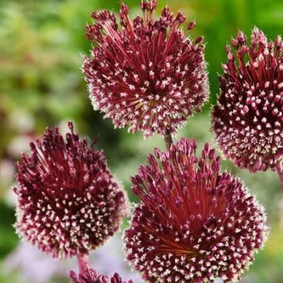 Аллиум Ред Мохикан Аллиум Ред Мохикан фото