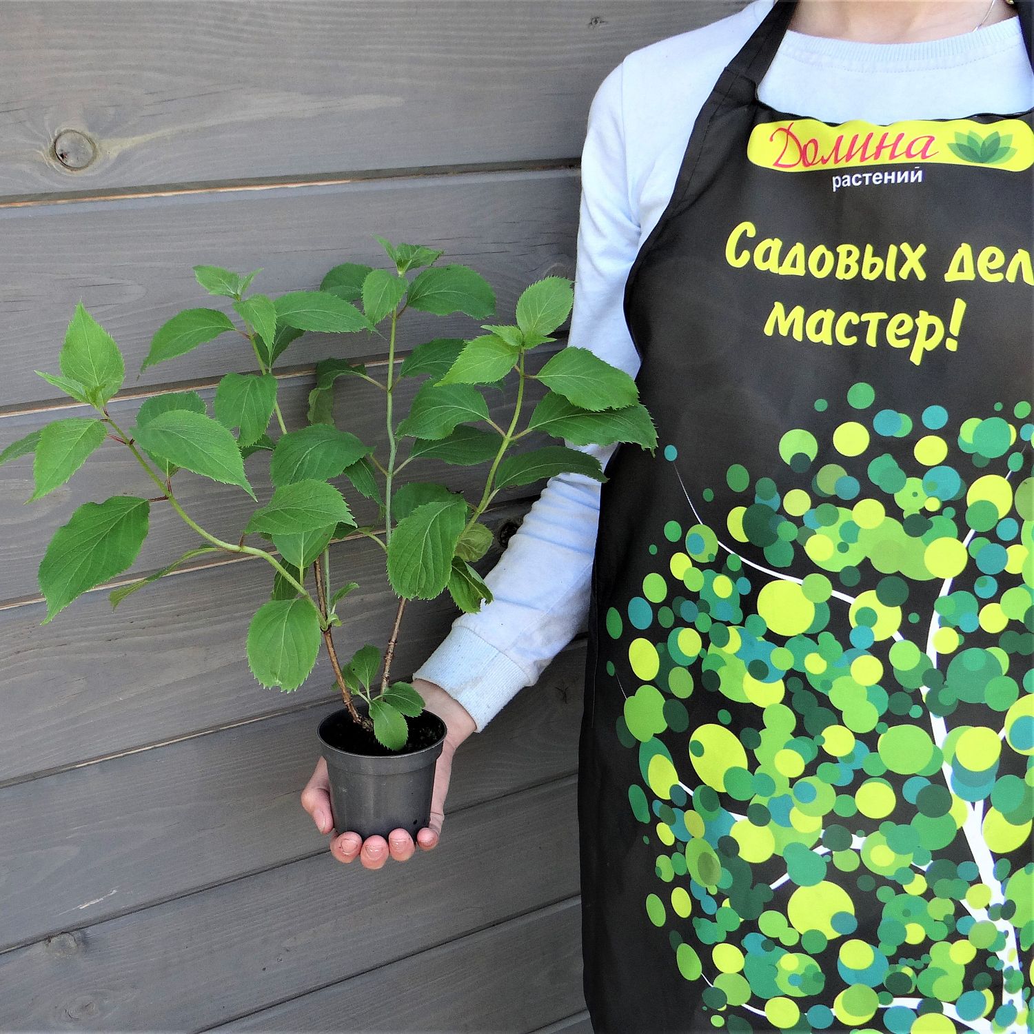 Гортензия метельчатая Левана Гортензия метельчатая Левана фото