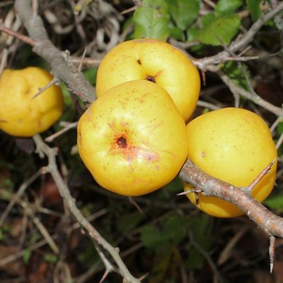 Айва японская, С3 Айва японская, С3 - Dolina-Sad.Ru