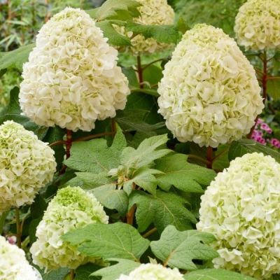 Гортензия дуболистная Тара Гортензия дуболистная Тара - Dolina-Sad.Ru