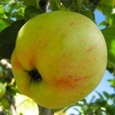 Яблоня Юбиляр /Летняя Яблоня Юбиляр /Летняя фото