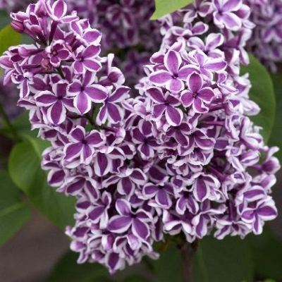 Сирень Сенсация Сирень Сенсация фото