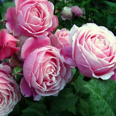 Роза Дитер Мюллер Роза Дитер Мюллер - Dolina-Sad.Ru