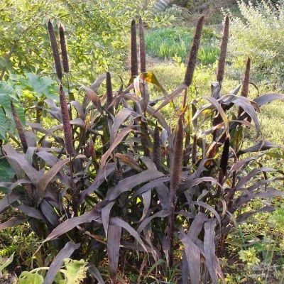 Декоративные злаки Просо Декоративные злаки Просо фото