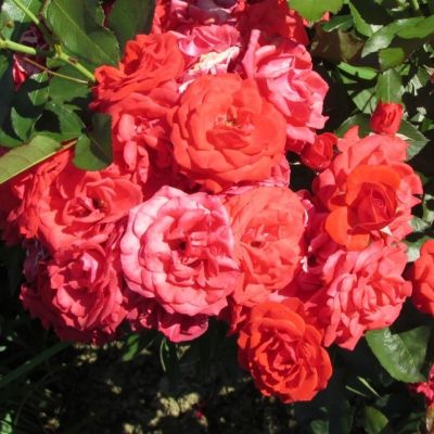 Роза Онделла Роза Онделла - Dolina-Sad.Ru