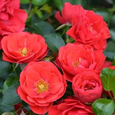 Роза Соррент Роза Соррент фото