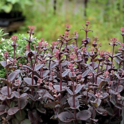 Седум Чоколэт Черри Седум Чоколэт Черри - Dolina-Sad.Ru