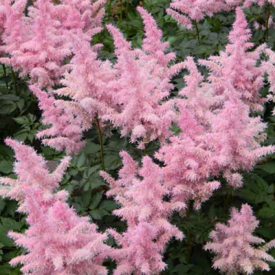 Астильба Эденс Одиссей Астильба Эденс Одиссей фото