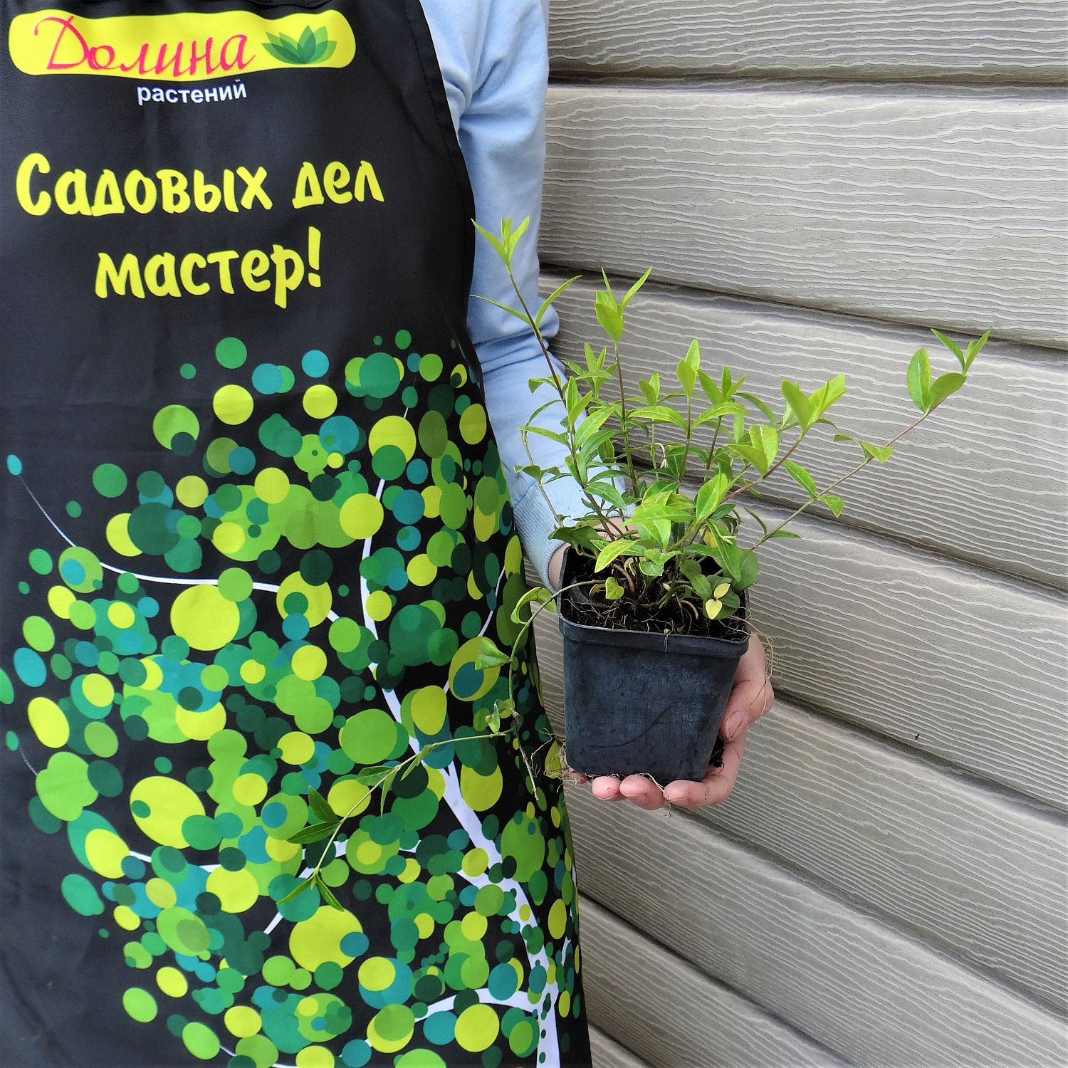 Барвинок малый Атропурпуреа Плена Барвинок малый Атропурпуреа Плена фото