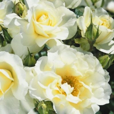 Роза Штамбовая Вайт Мейлав Роза Штамбовая Вайт Мейлав - Dolina-Sad.Ru