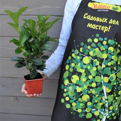 Лавровишня обыкновенная Этна Лавровишня обыкновенная Этна фото