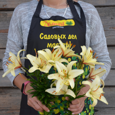 Лилия Пурпл Френцис Лилия Пурпл Френцис - Dolina-Sad.Ru