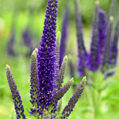 Вероника длиннолистная Мариетта Вероника длиннолистная Мариетта фото